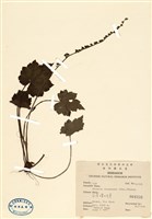 藏品(臺灣嗩吶草)的圖片